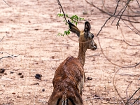 Rezerwat w Chobe (Botswana)